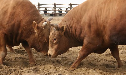 Image showing Bull fight