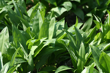 Image showing Wild garlic