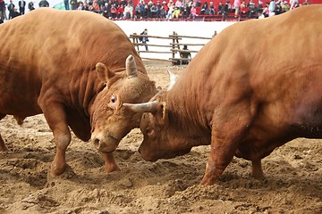 Image showing Bull fight