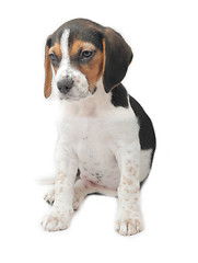 Image showing Tricolor beagle puppy sitting