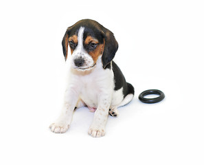 Image showing Tricolor beagle puppy sitting