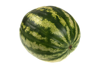 Image showing Full single striped green watermelon.