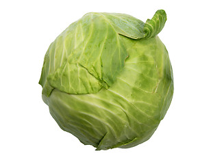 Image showing Single green cabbage with dew.