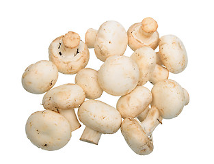 Image showing Group of white field mushroom.