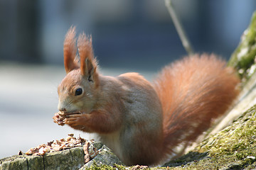 Image showing Squirrel