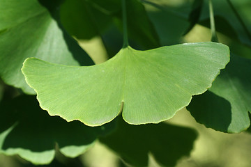 Image showing Ginkgo