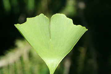 Image showing Ginkgo