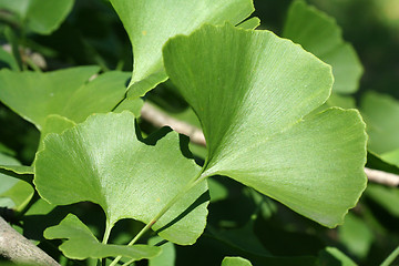 Image showing Ginkgo