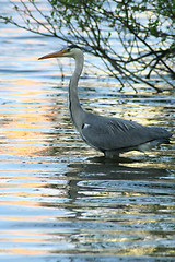 Image showing Grey heron