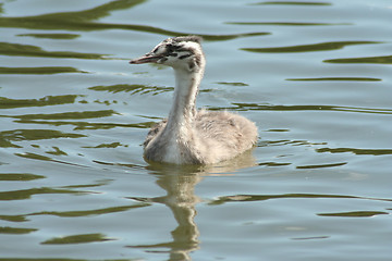 Image showing Grebe chick