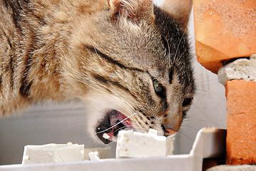 Image showing Hungry cat eating