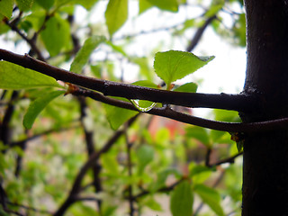 Image showing Drop on tree over green background