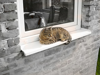 Image showing Cat relaxing by window