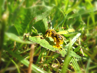 Image showing Bee on green leaf full of pollen