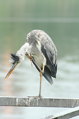 Image showing Grey heron scratches