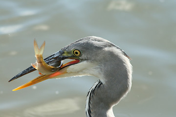 Image showing Grey heron with a fish