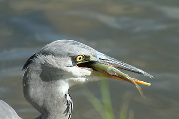 Image showing Grey heron with a fish