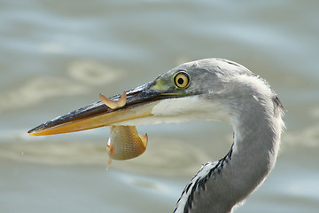 Image showing Grey heron with a fish