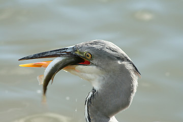 Image showing Grey heron with a fish