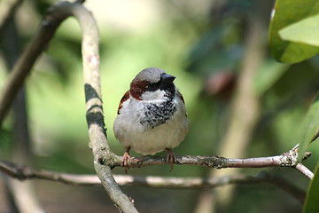 Image showing Sparrow - Passer domesticus