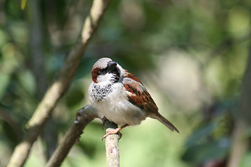 Image showing Sparrow - Passer domesticus