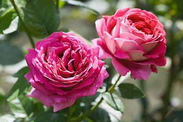 Image showing Two pink roses