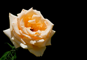 Image showing Rose on black background