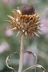Image showing Dry thistle