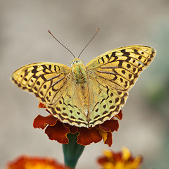 Image showing Butterfly on a flower