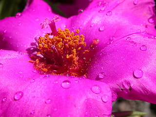 Image showing Purple flower