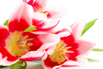 Image showing three pink tulips