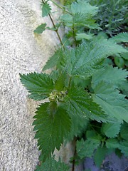 Image showing nettle