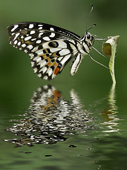 Image showing Citrus Swallowtail