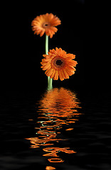 Image showing Two Gerbera