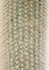 Image showing Cactus