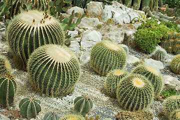 Image showing Cactuses in a greenhouse