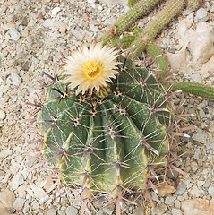 Image showing Flowering cactus