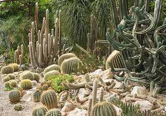 Image showing Cactuses in a greenhouse