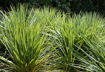 Image showing Pampas grass