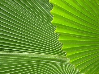 Image showing Palm leaves