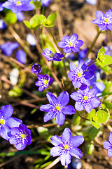 Image showing blue flowers