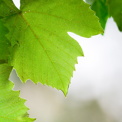 Image showing green leaves