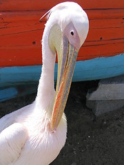 Image showing Pelican of Mykonos