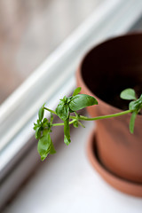 Image showing Potted Basil Plant