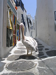 Image showing Pelican stroll. Mykonos, Greece