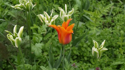 Image showing Tulips