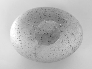 Image showing Cracked egg