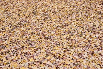 Image showing autumn leaves background