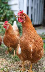 Image showing isobrown chickens in yard