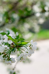 Image showing flower tree